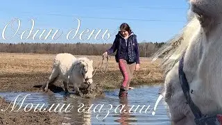 День глазами моей пони! Любит купаться?