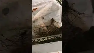 корни клубники 