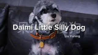 呆米小傻狗 (Daimi little silly dog) - Liu Yuning | Lyrics/Pinyin/Sub Español