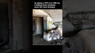 Загадочные коровы в опасном подземелье 