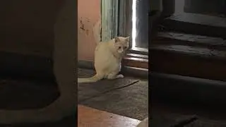 Котик без лап, с тяжелым прошлым... 