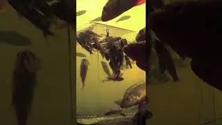 No fish was harmed during filming 🔱