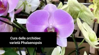 Guida alla cura delle orchidee: Focus sulla varietà Phalaenopsis