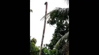 Squirrel jump.Slow motion.