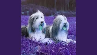 Relaxed Piano Jazz - Vibe for Classic Hounds