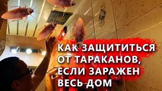Показываем квартиру в которой стоит защита от тараканов, когда заражен весь дом.