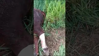 What to do if a calf breaks its leg