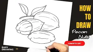 How to draw Pecan Nuts - Easy Pecan Nuts Drawing