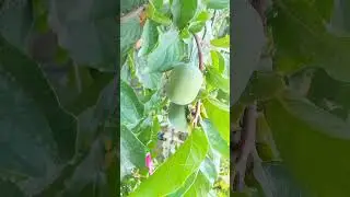 Surah Ala | Qari Abdul Rahman Mossad | Quran | Recitation | Reel | Nature | Fruits