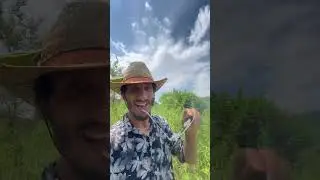 Плантация! 