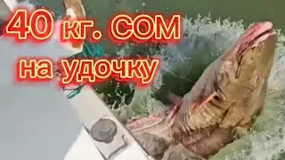 Бешеный клёв! Ловлю огромных сомов и Осетра на удочку  на ПОПЛАВОК. 