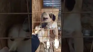 Два друга живут вместе     