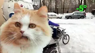 Чудо-техника на электро тяге