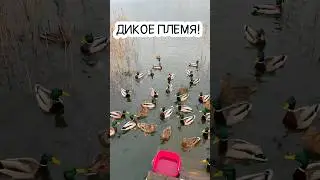 Дикое племя, утки на озере в Альпах #4k #shorts #аксельфранк