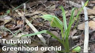 Greenhood orchid