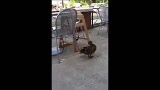 Прикол,утка,Крякнула с подливой 😂😂