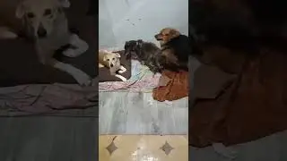 Маленькие собачки     