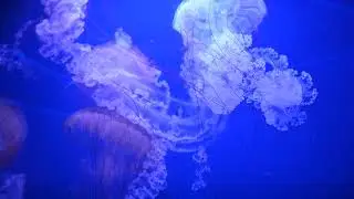 España - Valencia - Oceanografic