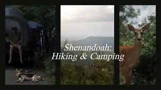 Shenandoah National Park (kid & dog-friendly things) | Vlog 85