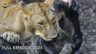 Wild Kenya | When Every Creature Is One Step Away From Death! | Animal Documentary
