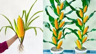 Growing Corn Tree With Banana and Aloe Vera at home - Unique Technique