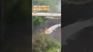 メダカ水槽207 三色ラメの子供を観察してみました　#shorts #メダカ #aquarium #fish