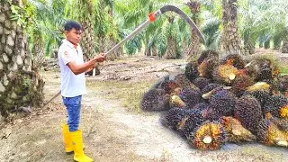 Panen sawit di pokok sedang pakai egrek palm king long