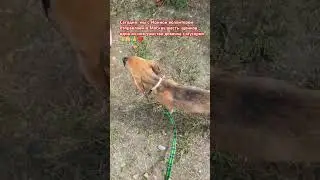 Спасибо Ирине в пристройстве малышей🙏🙏🙏 #рекомендации #собака #shorfs