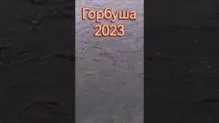 #ГОРБУША#РЫБАЛКА НА УМБЕ#2023#
