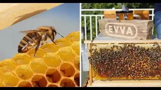 EVVAs Bienen schwärmen heuer besonders gerne 🐝
