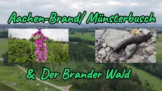 Aachen-Brand Münsterbusch & Der Brander Wald, Aachen Region 🌲🌳🌺🪻🍀🌿