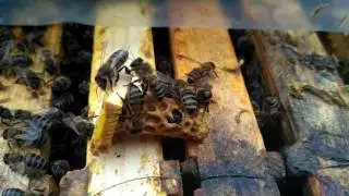 Нестандартный выход матки из маточника