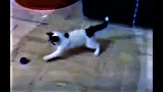 Kitten playing soccer [Funny cat]
