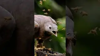 Осоед. Эта птица приводит Ос в ужас.