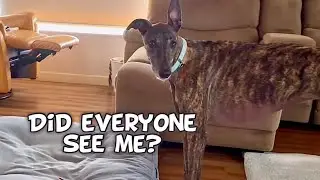 Our Greyhound's Hilarious Celebration: A Pretend Hunting Triumph!