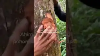 Pohon Terkuat di Kalimantan "Kayu Besi / Ulin "