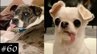 funniest dogs ever compilation pt.3