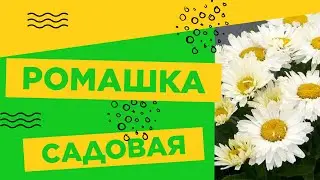 ЦВЕТОК ИЗ ДЕТСТВА!!!