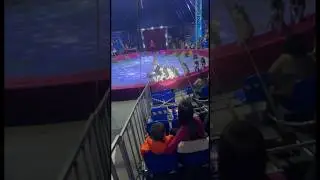 Russian husky