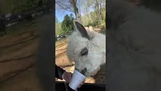 Alpaca Face in Cup! #alpaca #alpacafarm #farm #farmanimals #funny #funnyvideo #cute #feeding #feed
