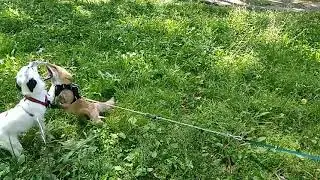 Прогулка с лисами /снежная лиса / domestic fox