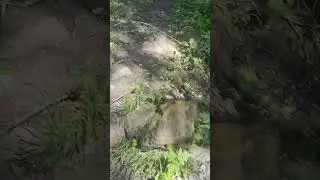Лягушка убегай 