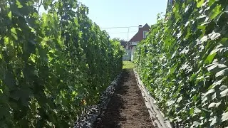 Каталог готов! Начинаю приём заказов на саженцы! Тел,WhatsApp и Viber : 8-918-43-794-43