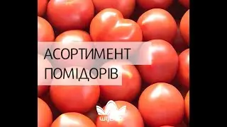 🍅Асортимент помідорів та ціни на ринку 