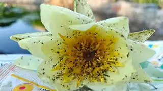 Как бороться с черной тлей?