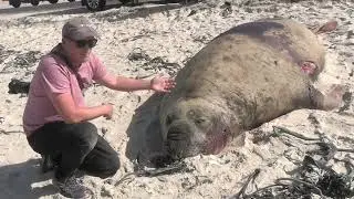 Huge elephant seal dies in road traffic accident - March 17th 2024