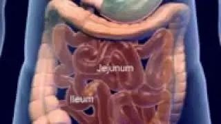 Digestive System