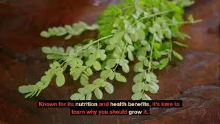 Why You Should Grow Moringa Oleifera The Miracle Tree