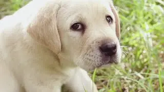 I'll Never Learn to Fetch