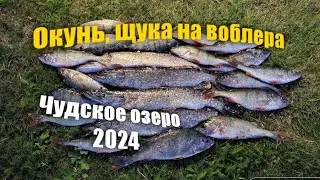 ОКУНЬ  ЩУКА.Чудское озеро.  Раннапунгерья 2024
